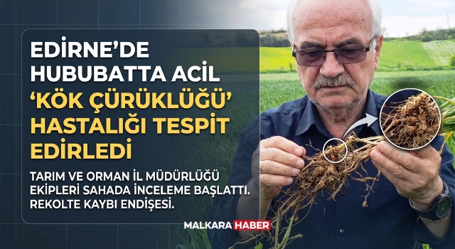 Edirne’de hububatta ‘kök çürüklüğü’ hastalığı görüldü