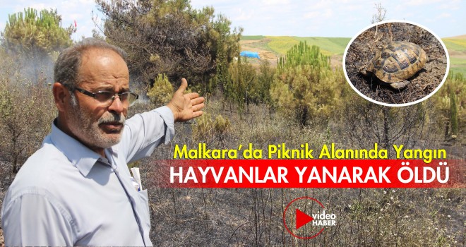 Otluk Alan Yandı, Hayvanlar Telef Oldu