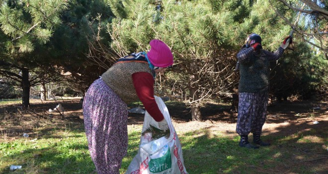 Atatürk Hatıra Ormanında Tırtıllar Temizleniyor