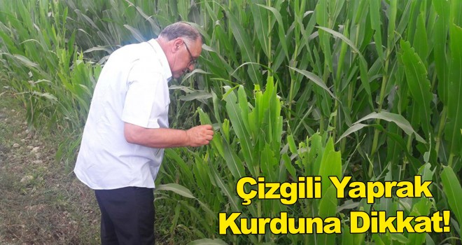 Mısır Tarlalarında Çizgili Yaprak Kurduna Dikkat!
