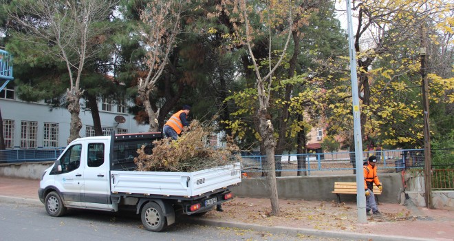 Ağaçlar Budanmaya Başlandı