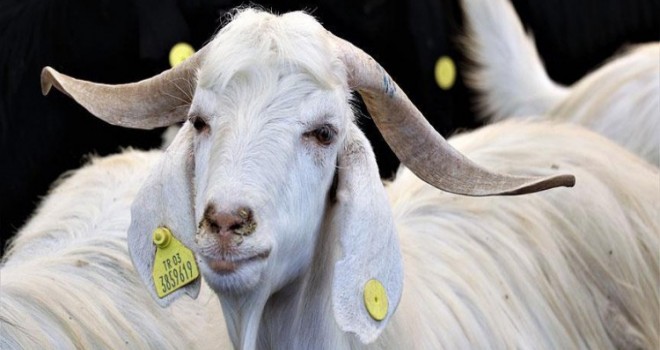 Kurbanlık Fiyatları Belli Oldu! Kurbanlık Fiyatları Ne Kadar?