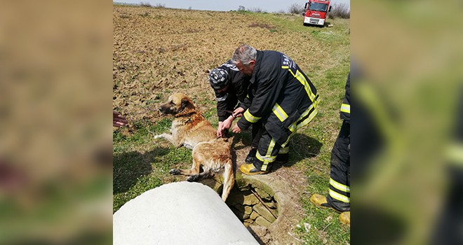 Su Kuyusuna Düşen Köpeği İtfaiye Kurtardı