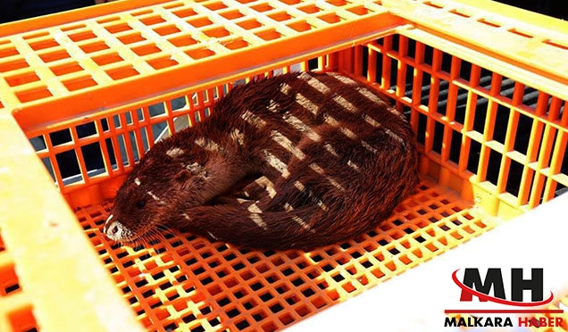 Tekirdağ’da Su Samuru Bulundu