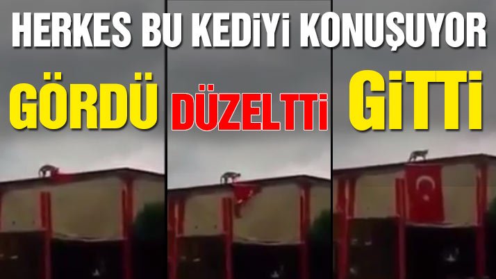 Kedi, Türk Bayrağı’nı işte böyle düzeltti