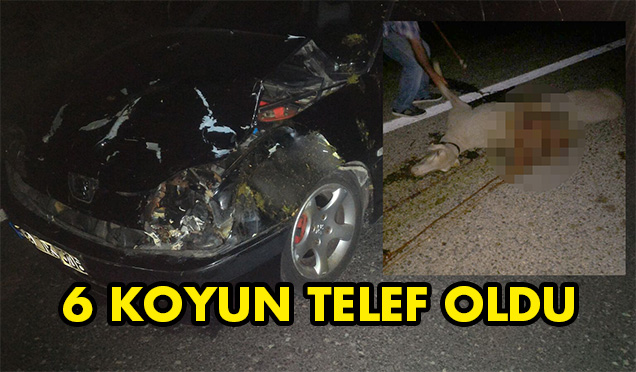 Otomobil Koyun Sürüsüne Çarptı; 6 Koyun Telef Oldu