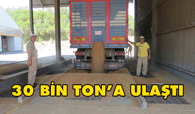 MALKARA TMO’DA BUĞDAY ALIMLARI 30 BİN TONA ULAŞTI