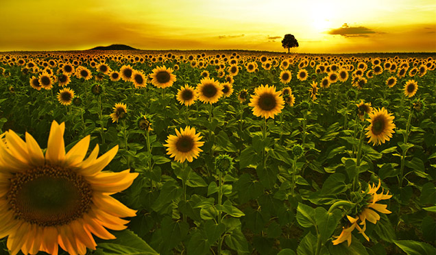 Trakya Birlik ayçiçeği ön alım fiyatını açıkladı