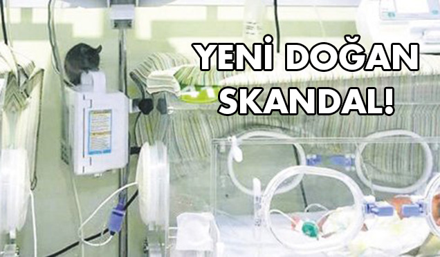 Yeni doğan servisinde fare rezaleti yaşandı.