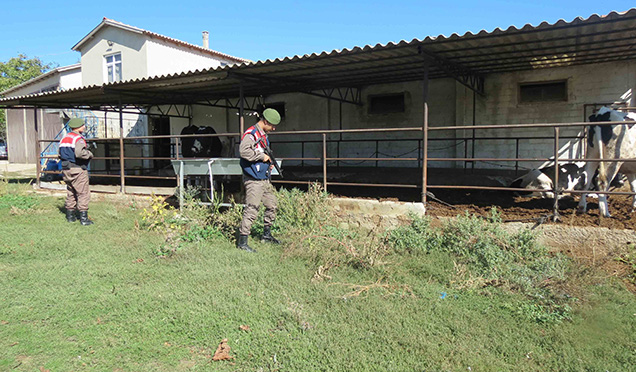 Malkara'da Hayvan Hırsızları Çiftçinin Korkulu Rüyası Oldu