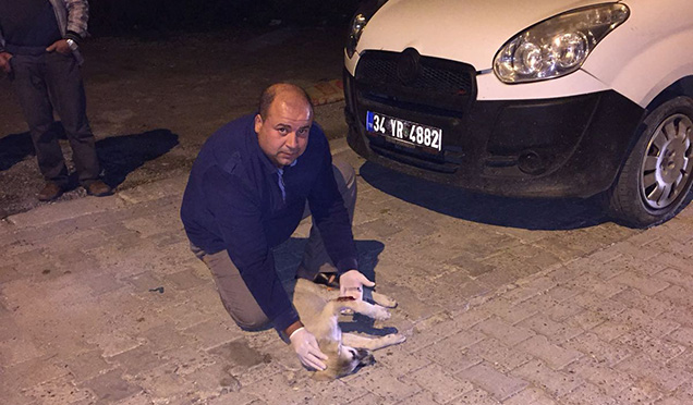 Yaralı Yavru Köpeğe Müdahale Edildi