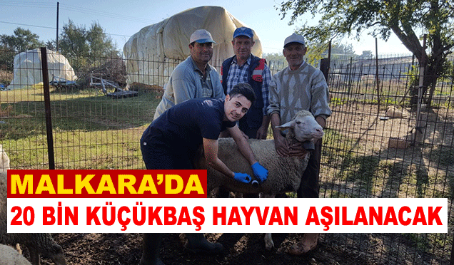 Küçükbaş Hayvanlarda Aşı Kampanyası Başlatıldı