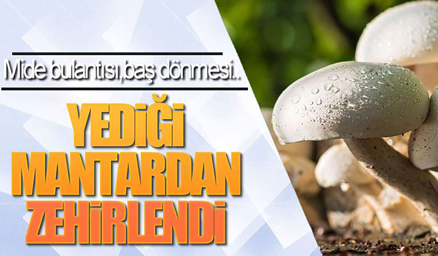 Yedikleri Mantar’dan Zehirlendiler