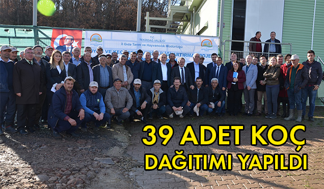 DAMIZLIK KOÇ DAĞITIMI YAPILDI