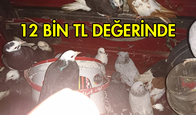Güvercin Hırsızlarına Polis’ten Darbe
