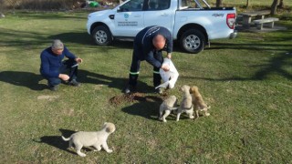 Büyükşehir Belediyesi Sahipsiz Sokak Hayvanlarına Beslenme Desteği Veriyor