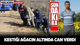 Kestiği ağacın altında kalan kişi, öldü