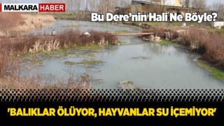 Teke Deresi, kirlilikten beyaz ve gri renkte akıyor