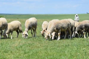 Türkiye'nin En Büyük Mera Islah Projesi 2020 Yılında Da Devam Ediyor