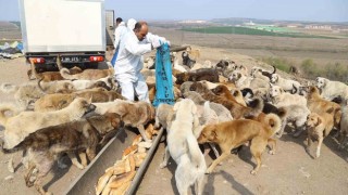 Edirne'de sokak hayvanlarına yiyecek takviyesi