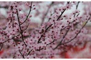 Kuraklık nedeniyle meyve verimi düşebilir!