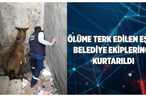 Metruk binada bağlı bırakılan eşek, kurtarıldı