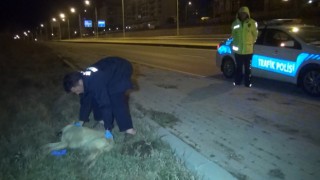 Polisin bulduğu yaralı köpek, tedaviye alındı