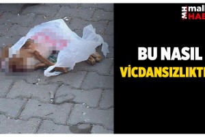 Poşette kafası kesilmiş köpek ölüsü bulundu