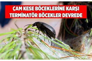 Terminatör böcekler ormana salındı