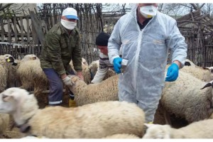 423 bin 788 büyükbaş ve küçükbaş hayvan aşılanacak