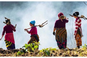 Bahar geldi, Karadenizli kadınlar tarlalara çıktı