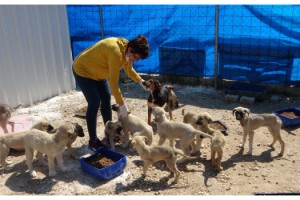 Barınakta temizlik yapıp, sokak hayvanlarını besliyorlar