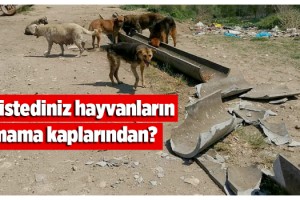Edirne’de, sokak hayvanlarının mama kaplarının kırılmasına tepki