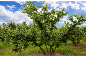 Fındıkta ilkbahar için zirai uygulama önerisi