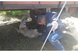 Kafası bidona sıkışan köpek kurtarıldı