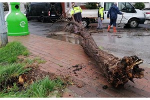 Kırklareli'de rüzgar ağaçları devirdi