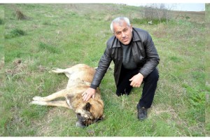 Malkara'da çiftçinin köpeğini zehirlediler
