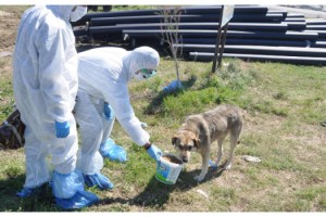 Malkara'da sokak hayvanlarına yem ve su bırakıldı