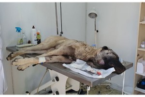 Sahibinin tüfekle vurduğu köpeği hayvanseverler kurtardı