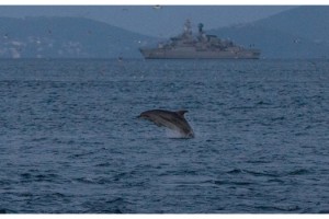 Sarayburnu'nda yunuslardan görsel şölen