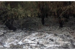 Şarköy’de 5 Dönümlük Ormanlık Alan Yandı