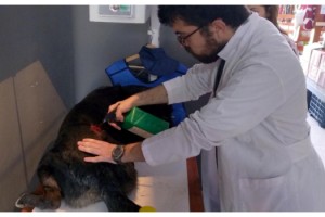 Şarköy'de sahipli köpek tabanca ile vuruldu