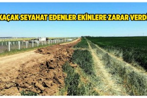 Tekirdağ'a kaçak gelenler araçlarıyla geçtikleri tarlalara zarar verdi