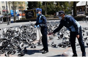 Tekirdağ'da güvercinleri zabıta besledi