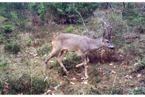 Tekirdağ'da yaban hayatı fotokapana takıldı