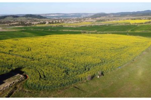 Trakya'da kanola, tarlaları sarıya boyadı