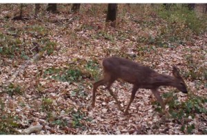 Yaban hayatı fotokapana yakalandı