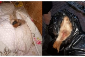Yavru Köpeği İşkence Ederek Öldürdüler