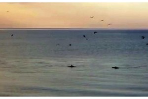 Yunuslar, Tekirdağ sahilinde görüntülendi