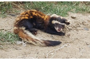 Bitkin halde bulunan alaca sansar, tedavi edildi